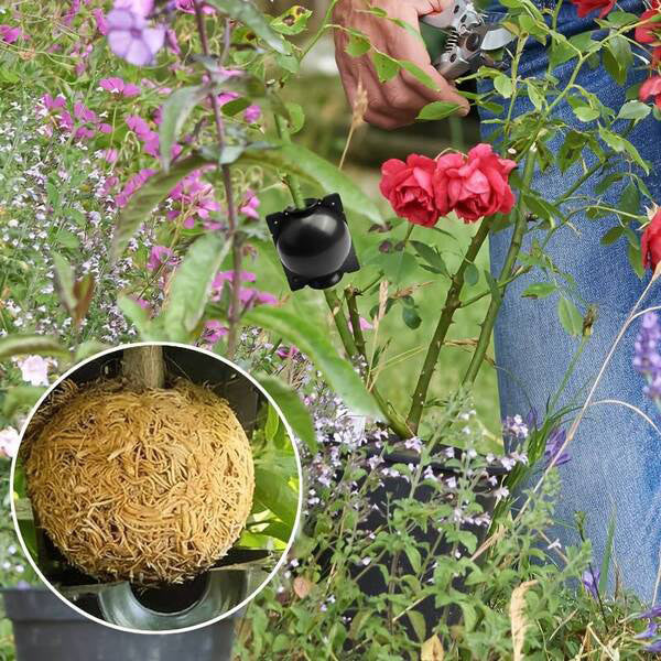 Pflanzenwurzel-Anzuchtbox im 5er-Set